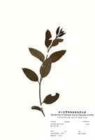 藏品(大葉桉)的圖片